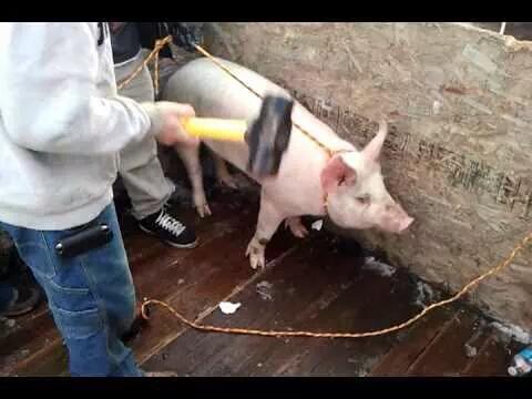 Forstyrre Beliggenhed Charlotte Bronte Anticarnist Ⓥ on Twitter: "Pigs that refuse to walk into the killing floor  of the slaughterhouse are sometimes killed where they stand. #GoVegan  http://t.co/9j4xDNxcrB" / Twitter