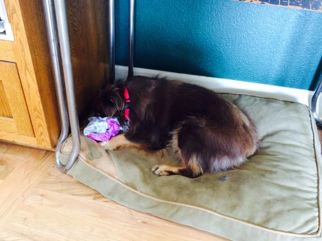 <a href="/GishwhesProbs/">GIshWHEs Problems</a> Dog on trip to planet bliss with bag of stolen marshmallows. On-going puke watch. #gisHwhesproblems
