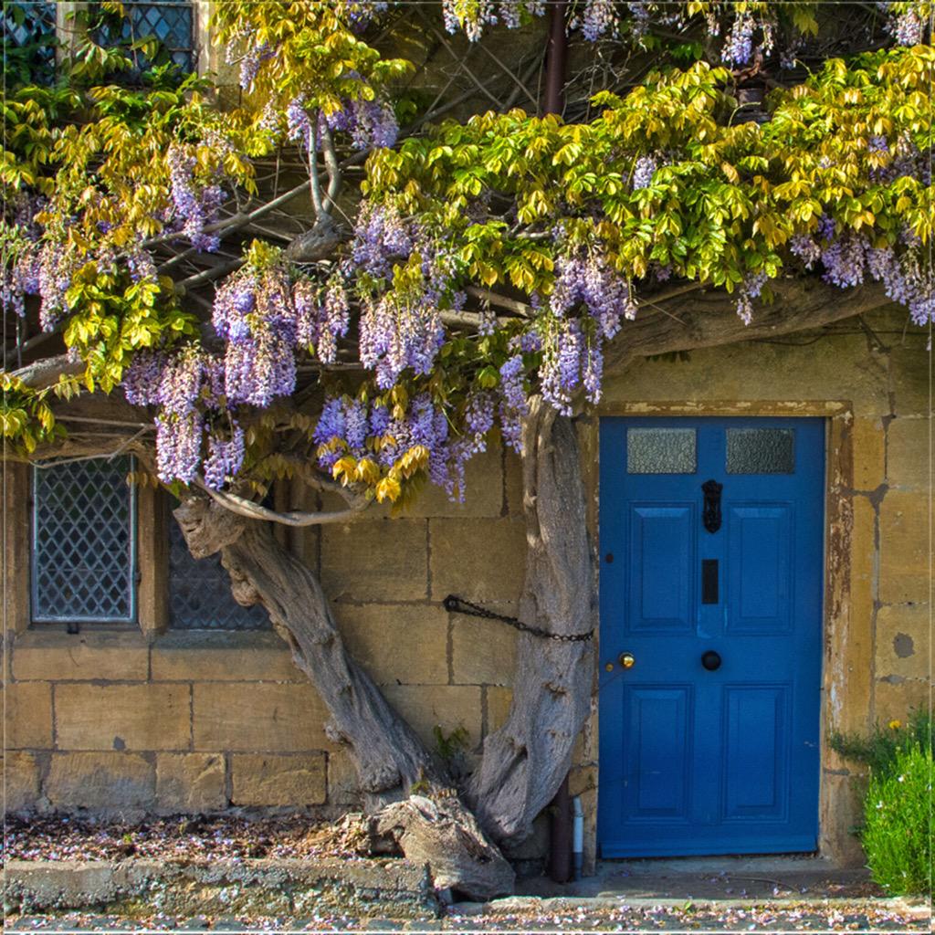 CotswoldCards's tweet photo. @cotswoldlife 'Wisteria Cottage', Broadway. Greeting card or ltd edition prints from http://t.co/IRsLh4XsX1 http://t.co/OP5dw8sx1w
