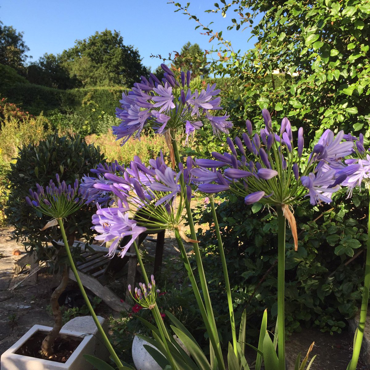 RealBobMortimer's tweet image. My Agapanthus at full throttle... Love these bitches