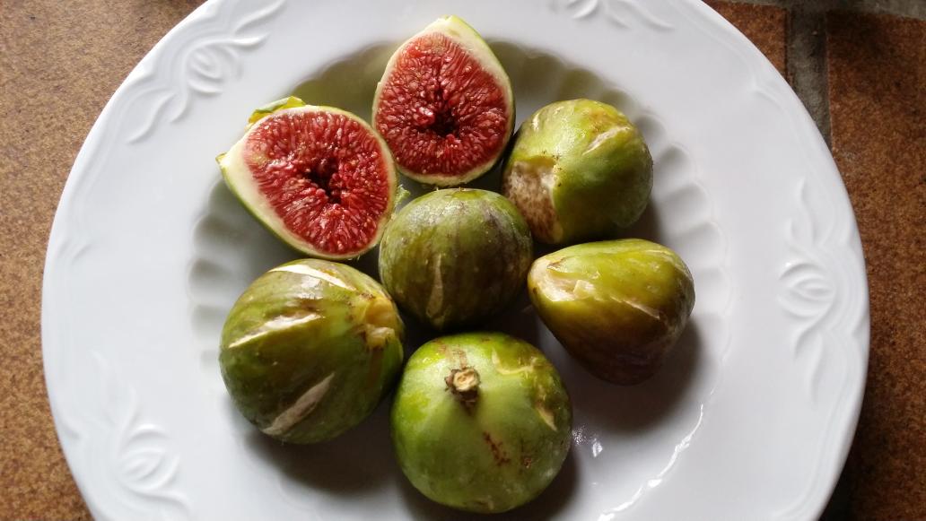 sianharris77's tweet photo. One of my #favouritethings π #freshfigs #pickedbyme #healthyeating http://t.co/0vcYIWl1zE