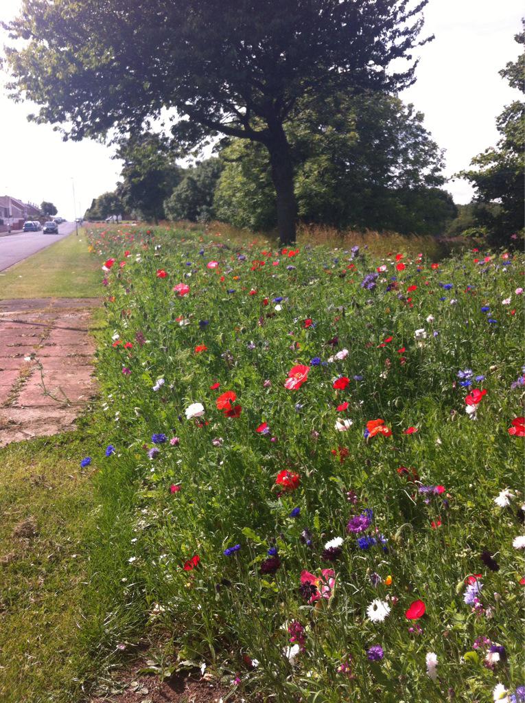 neilgreen2023's tweet photo. Love what @HpoolCouncil has done, planting wild flowers around the town. @HartlepoolWeb @esshartlepool.Looks amazing http://t.co/UornqYVcsr