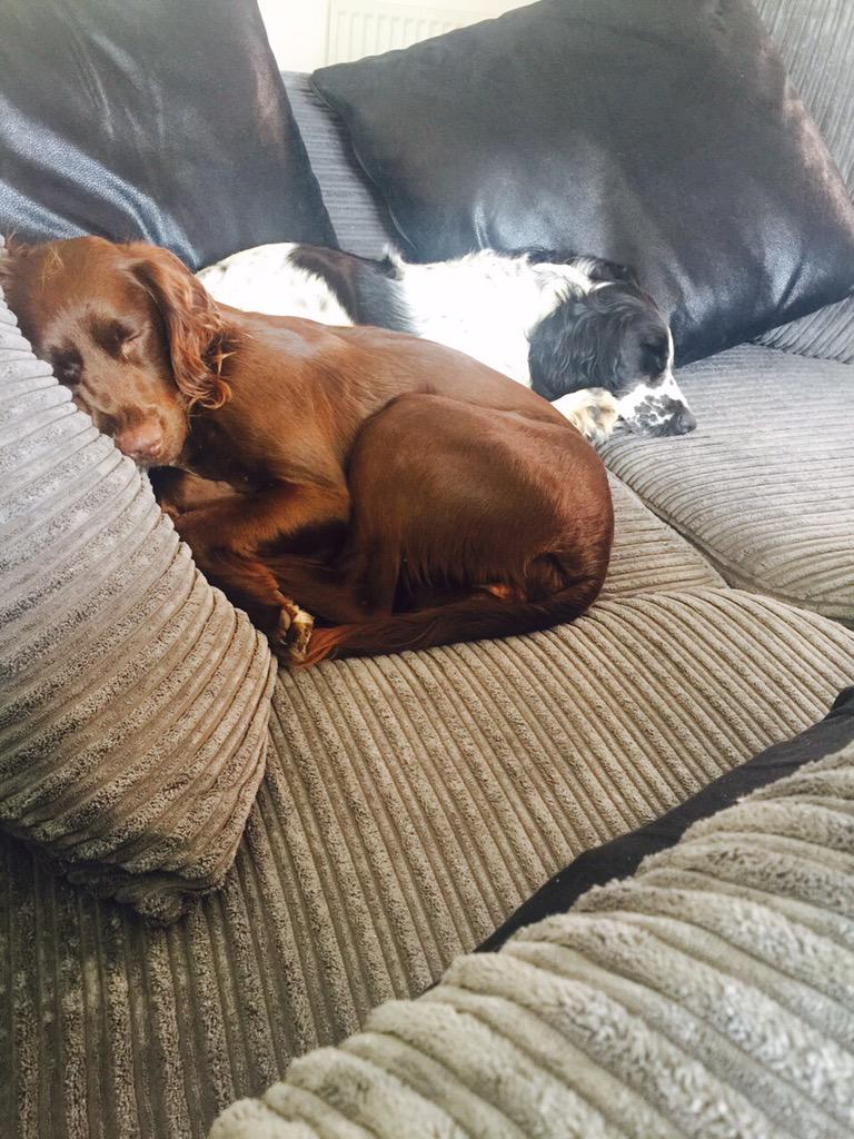 Juliefrench32's tweet photo. What Sunday's are all about 😴 http://t.co/ppYoQAf6hy