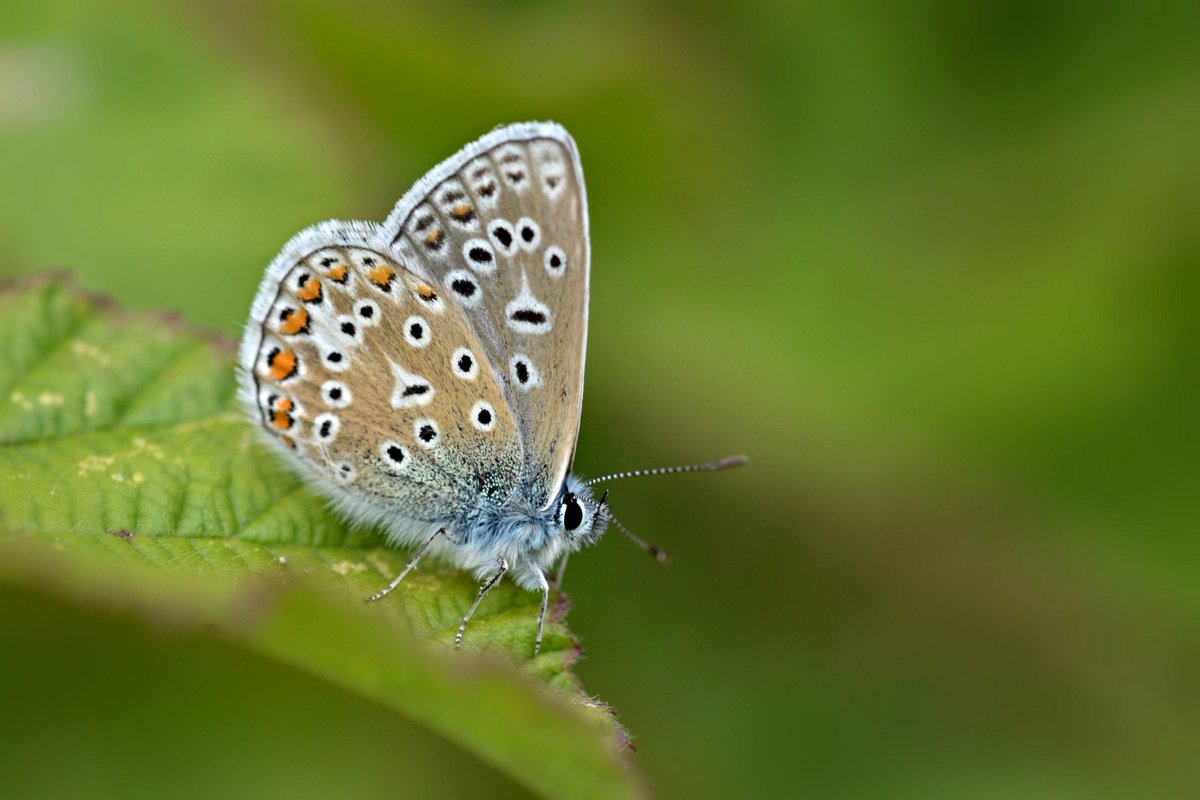 Embedded image permalink