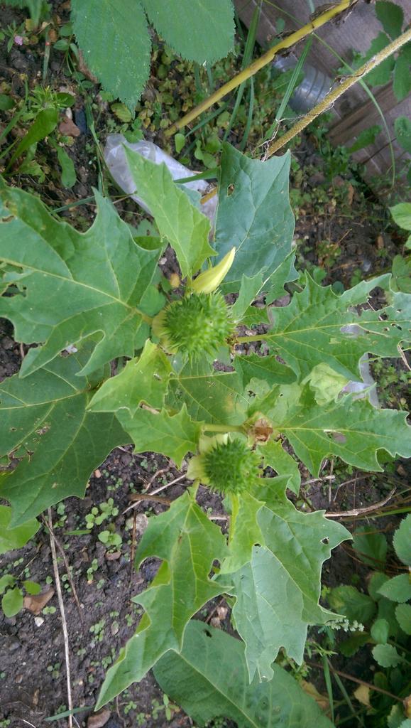 katerina7711's tweet photo. @GYOmag @GYOShow  this plant is growing at the #allotment. Is it a Datura Stramomium and should I dispose of it? http://t.co/FRRkuQOnKN