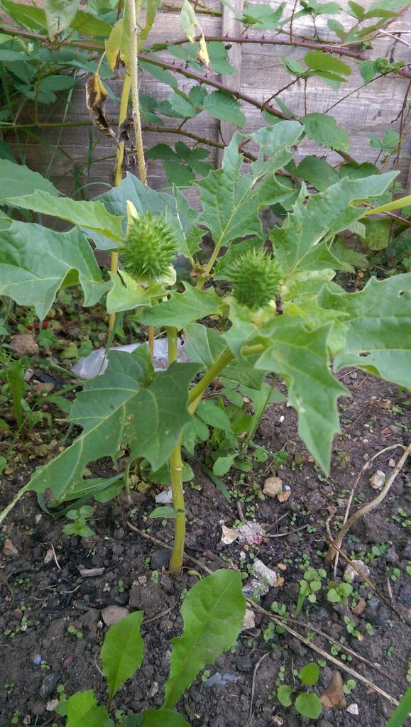 katerina7711's tweet photo. @GYOmag @GYOShow  this plant is growing at the #allotment. Is it a Datura Stramomium and should I dispose of it? http://t.co/FRRkuQOnKN