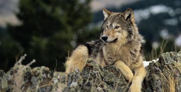*lays down, looking around the woods*
