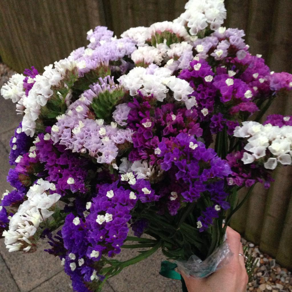 PlotBound's tweet photo. @SeasideSooz Happy Sunday morning indeed. They look amazing! I had a go with a few statice this week... http://t.co/LDfx3NHH29