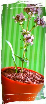 <a href="/kulinerEnakSolo/">Kuliner enak solo</a> ice cream pot dreamcometrue