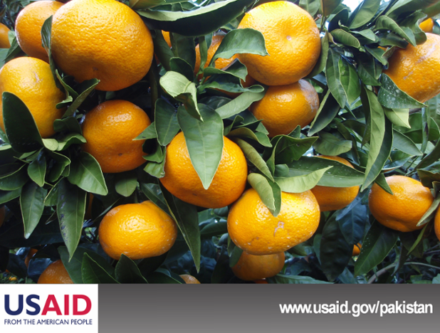 #Pakistan is among the top 15 #citrus producing countries in the #world. 
#AgriculturalMarkets