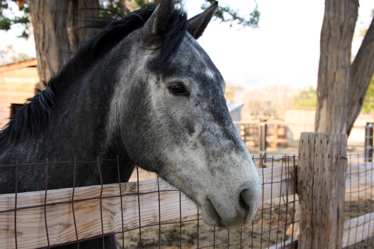 bbcstories's tweet photo. Horses have 17 recognised facial expressions http://t.co/ipM6Vjw0zI #thingididntknowlastweek http://t.co/ttqfcH6fDa