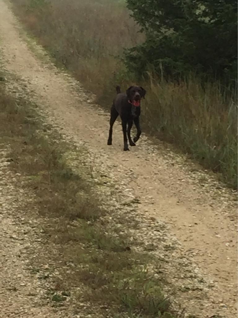 GooOutdoors's tweet image. Back in the saddle training.  #NAVHDA