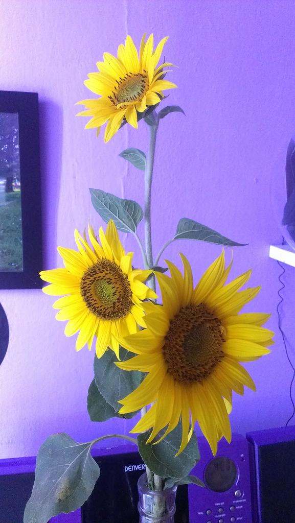 slecna_missova's tweet image. Od #Hradecak'a &amp;lt;3 #slunecnice #léto