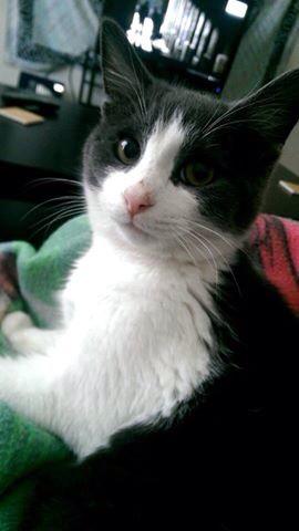 alliegvtor's tweet image. @ECUProfessor @ECUSquirrels @GreenvillePD i don't know who to send this at but please help find my friends cat!!