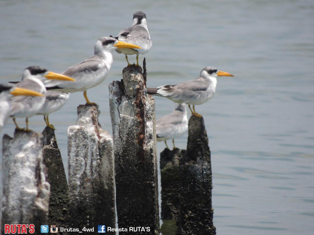 RUTAS_4WD's tweet photo. El Catatumbo #Zulia #articulo #RUTASJulio2015 Bajala en http://t.co/VmXeIruQHI http://t.co/rGDvnh1a2b @ReporteYa 📷: @JUPUNA