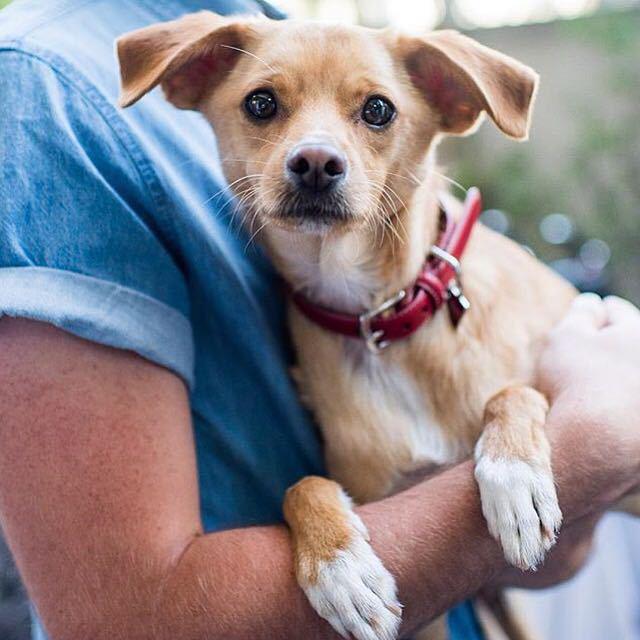 Mr. Toulouse Grande you to the coachpups breakfast. ( Coach