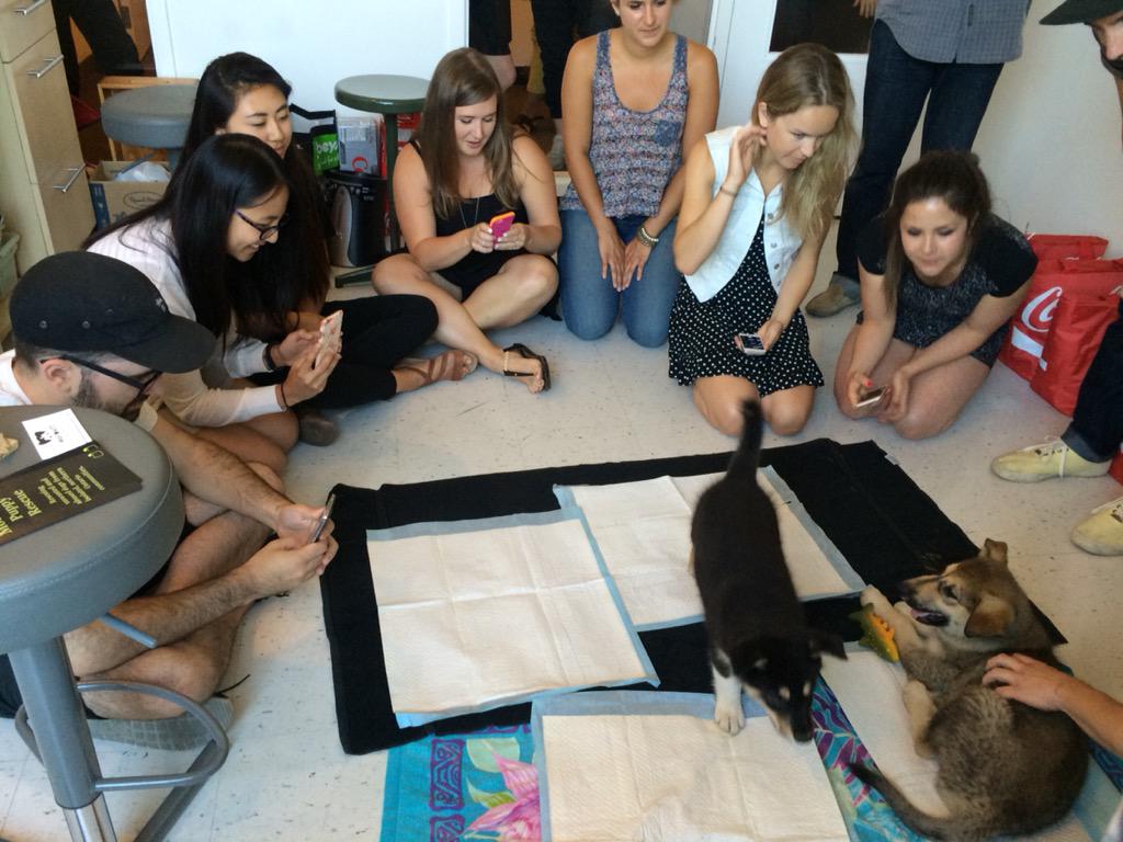 RedemptionPups's tweet image. Puppy play dates begin!!