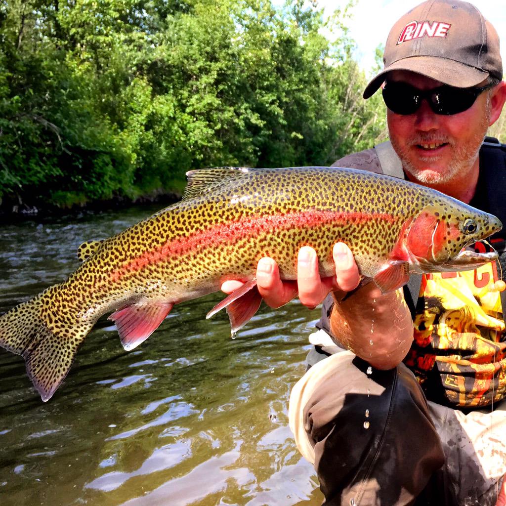 ClamOutdoors's tweet photo. Clam Pro Dennis Musgraves with a 20" Leopard Rainbow while fishing the Susitna Valley Creeks. #BringIt #ClamBlue http://t.co/oZeHax5SF6
