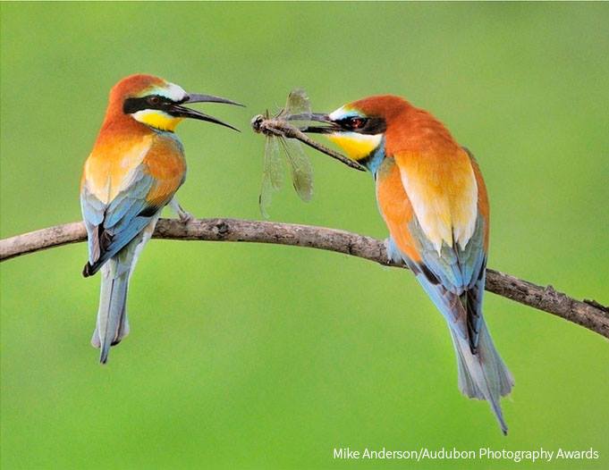 Enjoy the top 100 photos from the Audubon Photography Awards: ow.ly/OE63K #birds