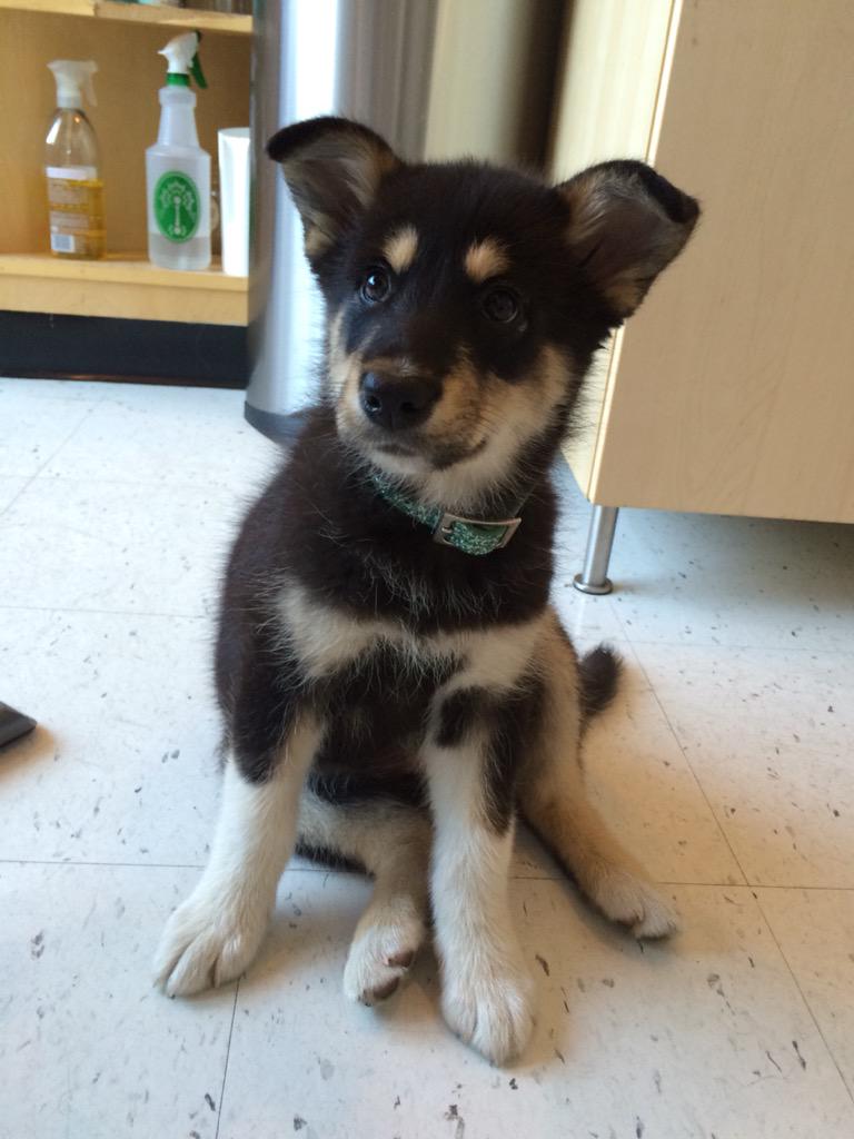 RedemptionPups's tweet image. Travelling with us today ! Gerald and Peony!