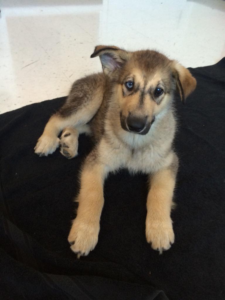 RedemptionPups's tweet image. Travelling with us today ! Gerald and Peony!