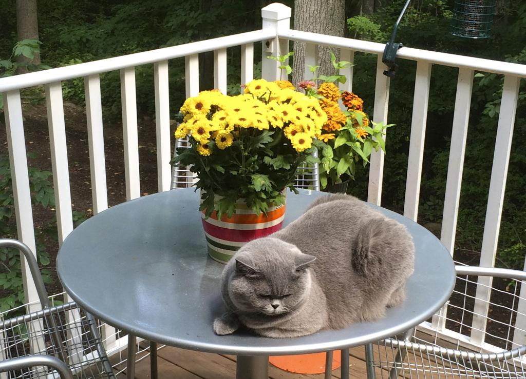 nrmishkin's tweet image. #WRITING SHORT: 16/50. Apart from #orgasm, it's rare to just feel, just be. #notthinking… ninamishkin.com/2015/07/28/wri…