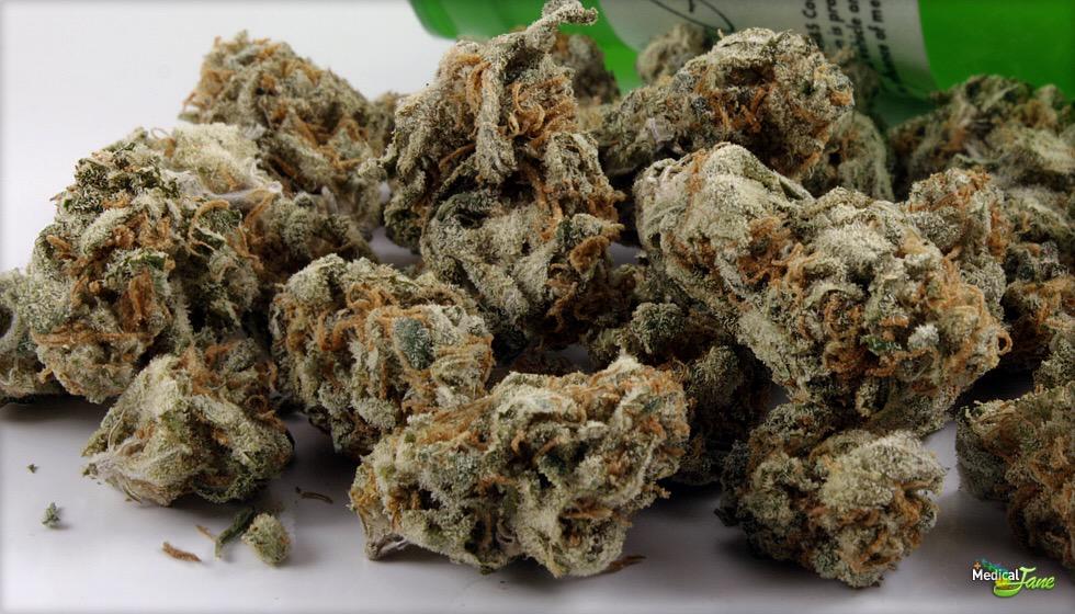 Weeedporn's tweet photo. amnesia haze😍 http://t.co/3mTCO9aXzg