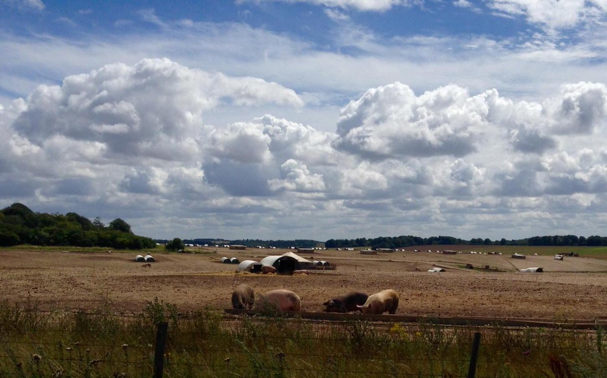 DavidHurstUK's tweet photo. #Pigs across from #Stonehenge just now. 

#amazingBritain #educationbyastonishment #travel http://t.co/fMGt6mAmkg