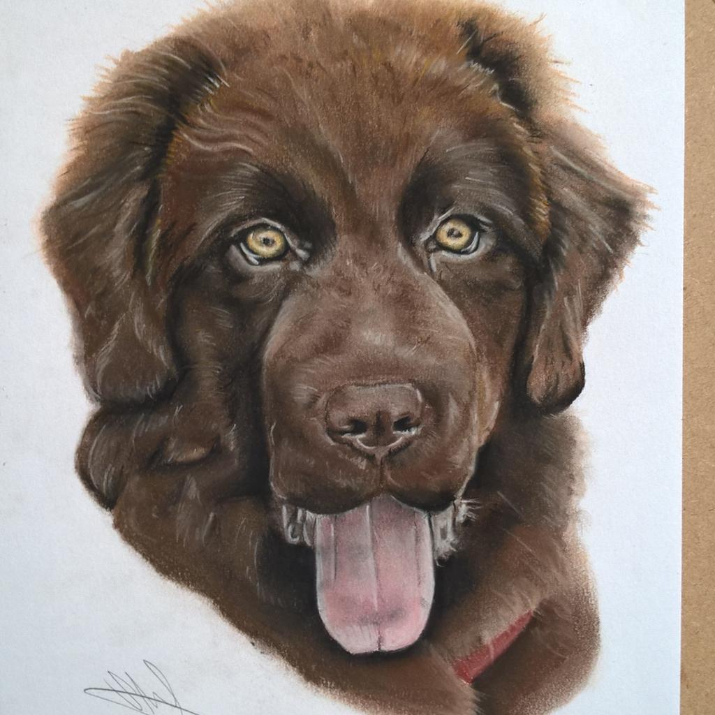 pastelpresent's tweet photo. Completed #portrait of Megan #pastel #pets #dogs #doglover #petlover #art #artist #petportrait @AddictedtoDogs_ http://t.co/A3Dw3gfB5l