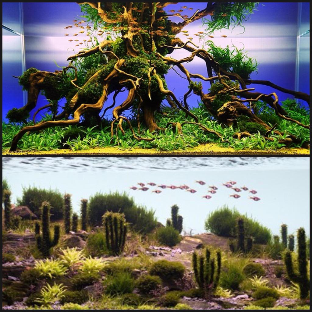 Heevis1973's tweet photo. Mogelijkheden met #AquaScaping te over. #Heevis vraagt zich wel af of scaping in Wild West vorm (onder) niet TÉ is. http://t.co/6Ku5BTDiME