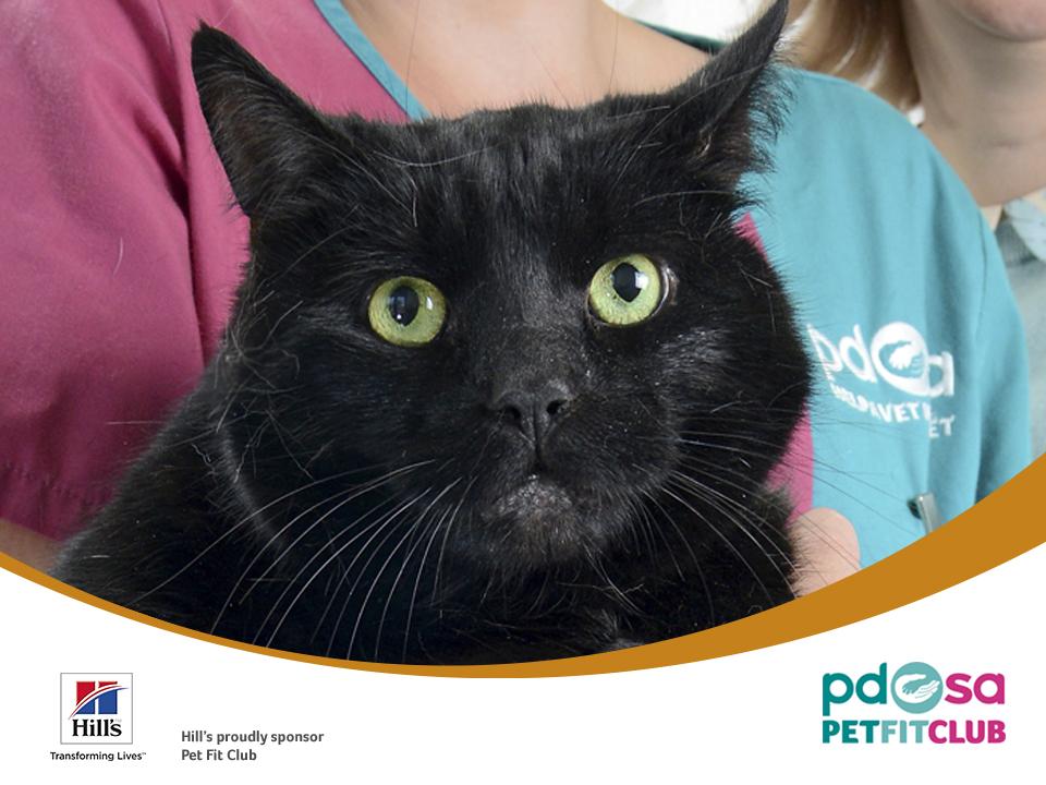 PDSA_HQ's tweet photo. #PetFitClub cat Ruby's tried to diet before but not managed it - wish her luck this time! http://t.co/Qx5VAAR1a5 http://t.co/U1gM37oUEQ