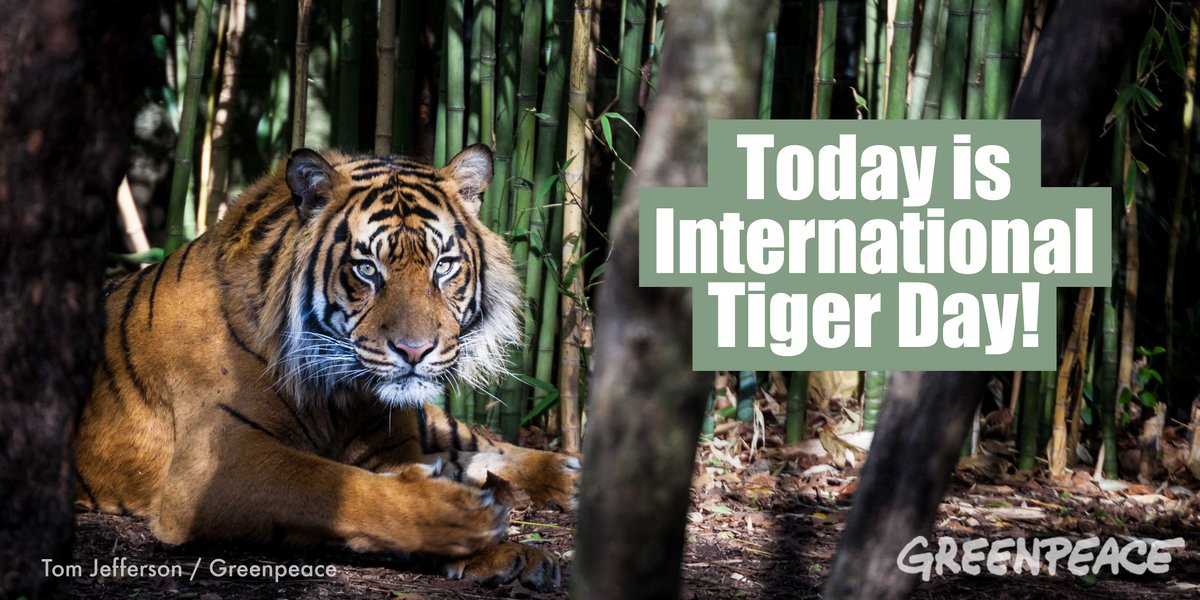 Greenpeace tweet picture
