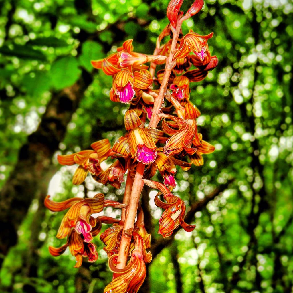 FaunaVentureRob's tweet photo. Happened upon one of our coolest local #orchids last week, Crested Cooralroot #rareflora #flowers #nature http://t.co/OnWHRNVEGy