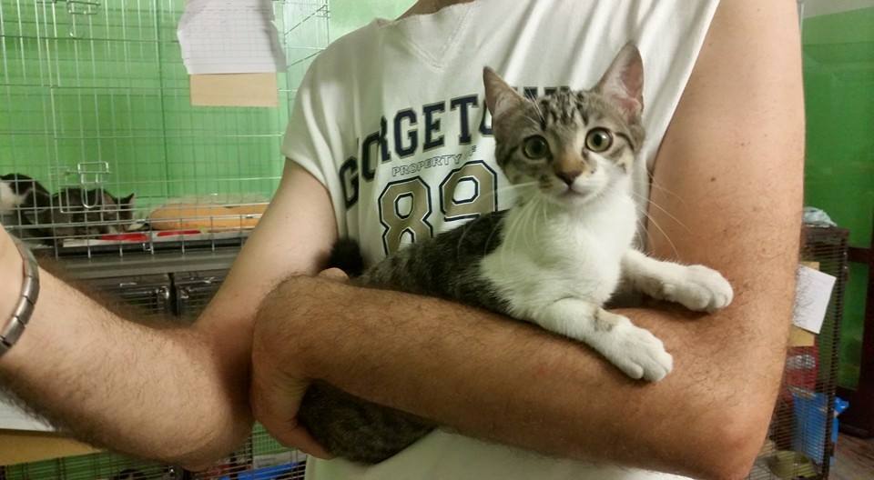 julylovescat's tweet photo. ecco a voi Zucca!3 mesi, e tanto bisogno d affetto! vaccinata, testata fiv felv negativa, con microchip. http://t.co/3jLrCCnuNh