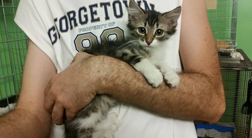 julylovescat's tweet photo. ecco Pepa!2 mesi, femmina. dolcissima, in cerca di una mamma! testata fiv felv negativa, vaccinata e con microchip http://t.co/uuqDtFbiq8