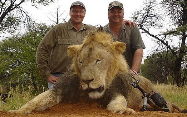 ZimToday's tweet photo. Retweet If u r disgusted by #WalterPalmer for butchering #CecilTheLion http://t.co/YRY4bMJuwY #PETA #Cecil #Twimbos http://t.co/SOX8wPoIYY