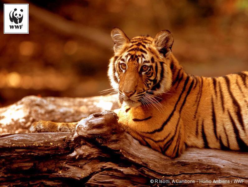 dinopapaplus's tweet photo. http://t.co/Du8FH0c2EE