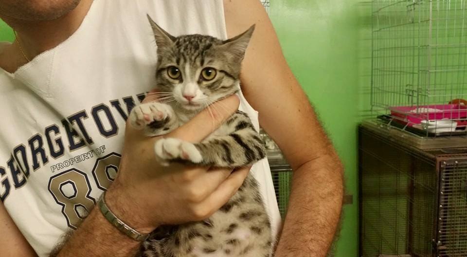 julylovescat's tweet photo. Vi presento Joss,una micina di 3 mesi in cerca di una famiglia!  vaccinata, testata fiv felv negativa e con microchip http://t.co/B9zcUNyVoA