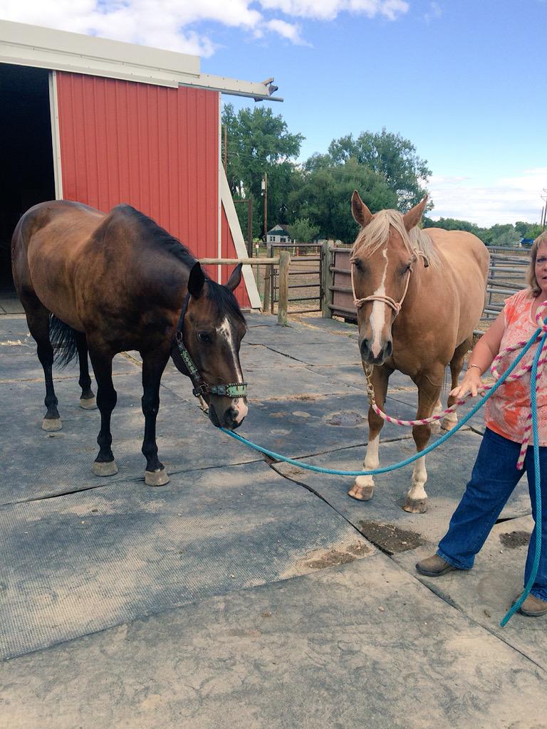 Worked on the A team again today! Torque and Buddy! 😍 Thanks @annazowada14