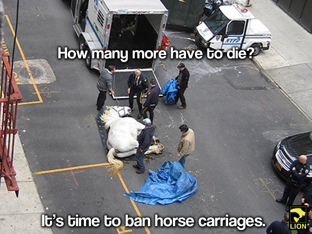 DuckDefenders's tweet photo. How many more have to die? #BanHorseCarriages 🐴 http://t.co/c1md6kT4iq