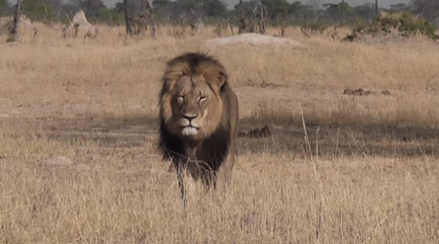 PacificStand's tweet photo. Does the Internet legitimately give a hoot about #CecilTheLion? http://t.co/Ev8JRNrHIc http://t.co/emGEH9cJqV