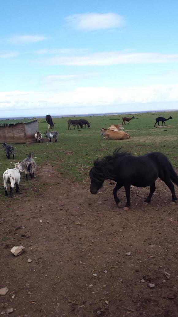 WHY ARE ALL THESE ANIMALS IN A FIELD TOGETHER.