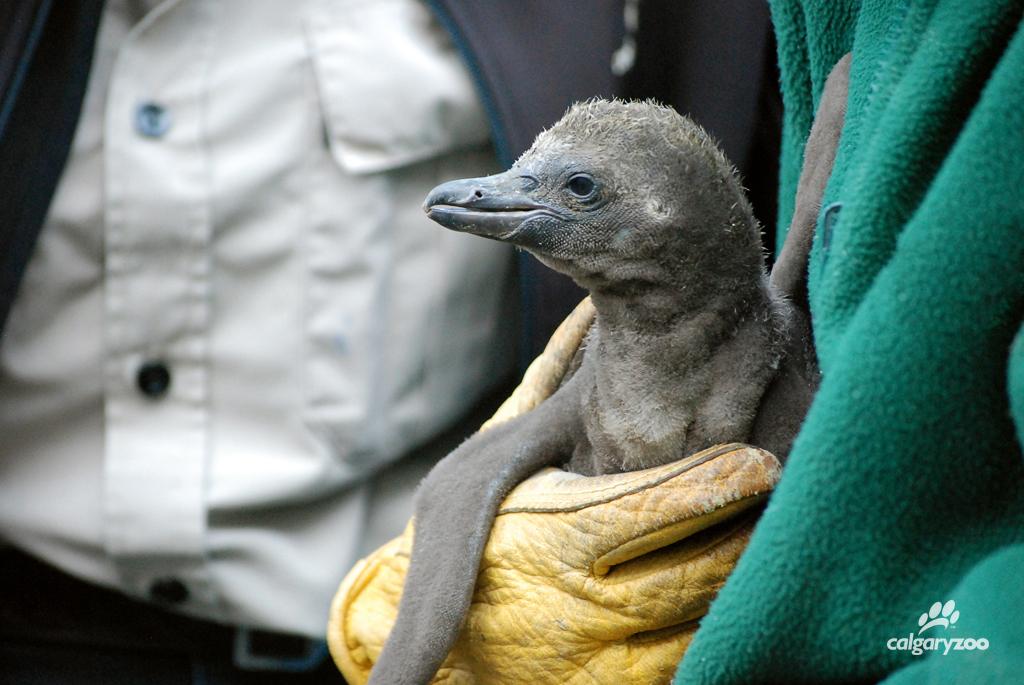 calgaryzoo's tweet photo. We are so excited to announce the hatching of our first Humboldt penguin chick! #yyc http://t.co/7QstOIT3wm
