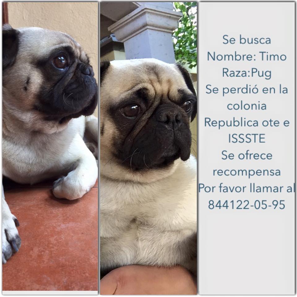 barbaramtzlpz's tweet photo. les pido su ayuda para encontrar a mi perrito
#saltillo @miltonandree http://t.co/pgnjQRUlT6