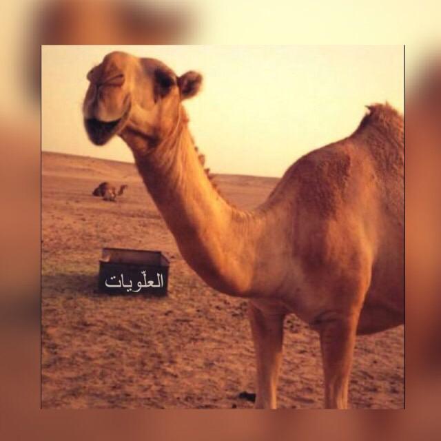 mt3mt0mt5's tweet photo. من نوادر العلّويات 
لـ مالكه سعود بن عبدالله الشريف http://t.co/g9UGNrtTGe