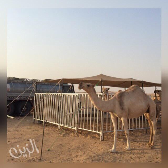 _alaloyat's tweet photo. الله عطاك الزين عن باقي الغيّـد
مطوقه بـ  الزين منا و منـا 
#الزين#العلّويات http://t.co/adcJJBKXk0