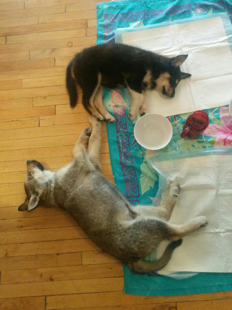 RedemptionPups's tweet image. Thank you so much to @AllGoodDogFood for sponsoring our puppy day!!