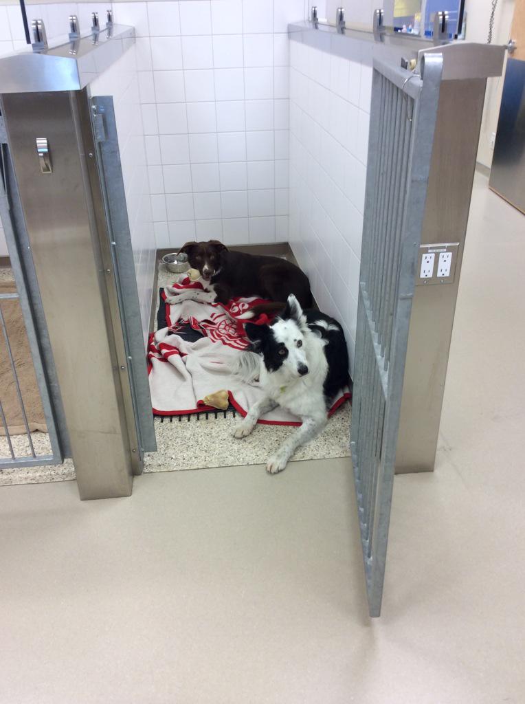 GuardianVet's tweet photo. Rev and Flare spending the day at work with their mum Mel, a tech at Guardian Vet Centre. #yeg #yegpets  #veterinary http://t.co/4NeDPK9VMu