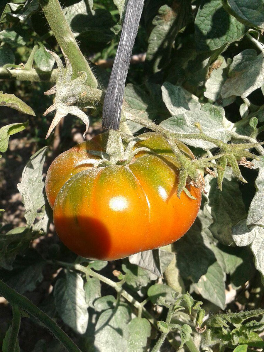 BrisaTapes's tweet photo. Ésta es nuestra oferta. Productos de nuestro huerto directamente a la mesa. http://t.co/uNjHUkDNbC