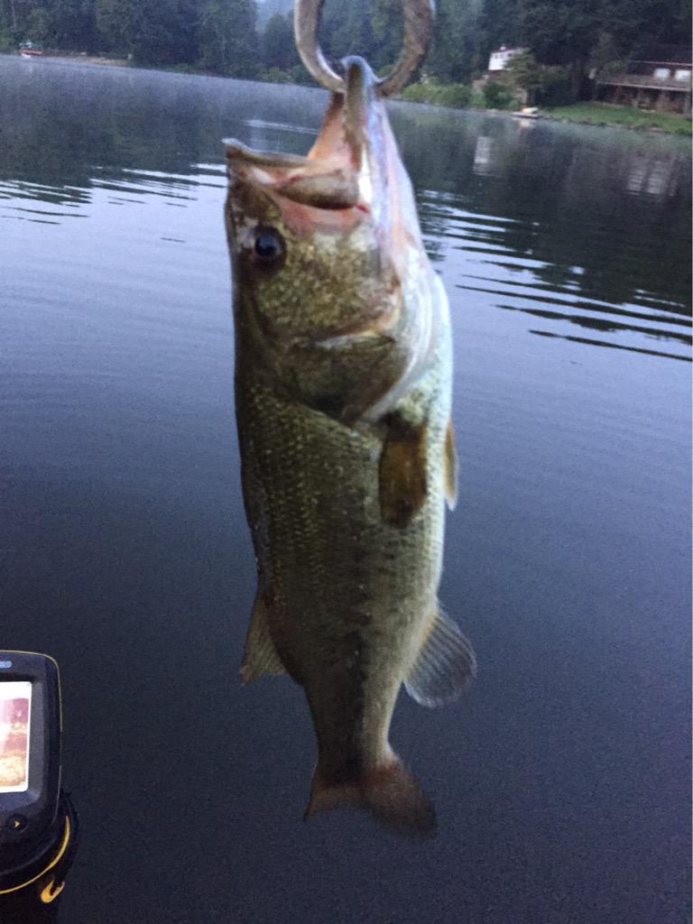 CT_Bucs_Fan on X: 3 1/2 lb 3lb ,2 1/2 lb bass. 9 bass today! #bassfishing  #largemouth #bass all on top water hula popper,small pond CT!   / X